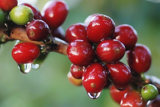 3-in-1 Monteverde Cloud Forest Coffee, Chocolate and Sugar Cane Tour - Transportation and Pickup