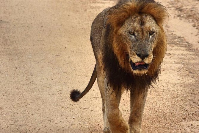 4 Day All Incl. Private Kruger Park Safari and Transfer From Nelspruit - Inclusions and Amenities