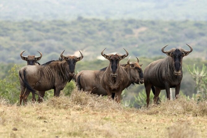 4-Day Budget Tarangire, Serengeti, Ngorongoro Safari Guided Tour - Tarangire National Park