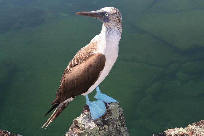 4-Day Galapagos Land Tour Visiting Isabela and Santa Cruz - Inclusions and Exclusions