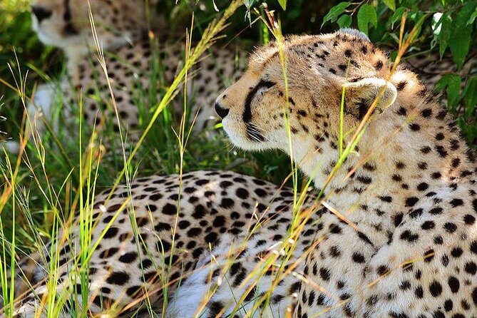 4-Day Masai Mara and Lake Nakuru Safari From Nairobi - Daily Itinerary Breakdown