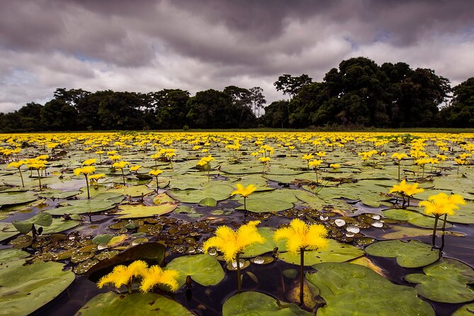 4-Day Pantanal Tour With Accommodation - Departing From Cuiaba - Daily Itinerary