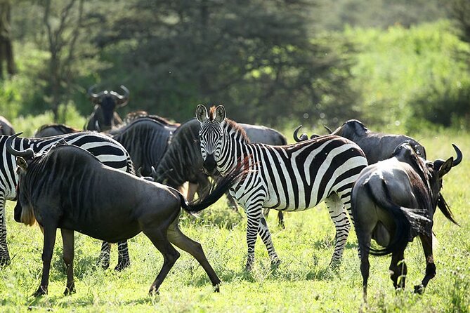 4-Day Serengeti, Ngorongoro, & Lake Manyara Budget Tour - Itinerary Overview