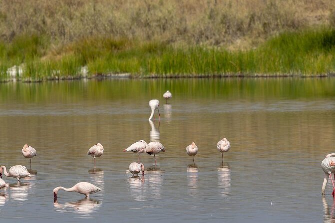4 Day Tanzania Afordable Safari Ft Two Night Serengeti - Marveling at Lake Manyara