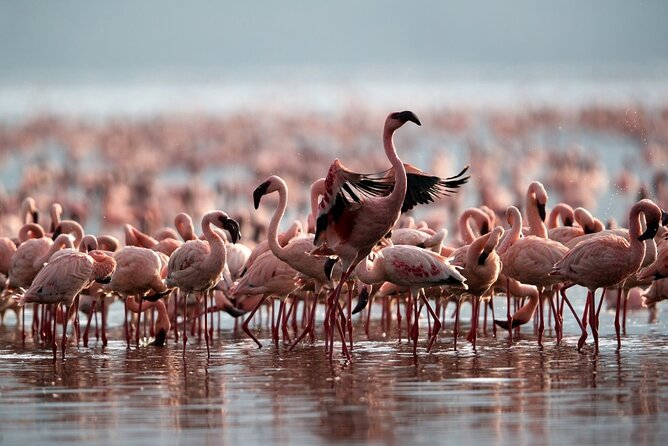 4 Day: Taste of Wildlife - Highlights of the Itinerary