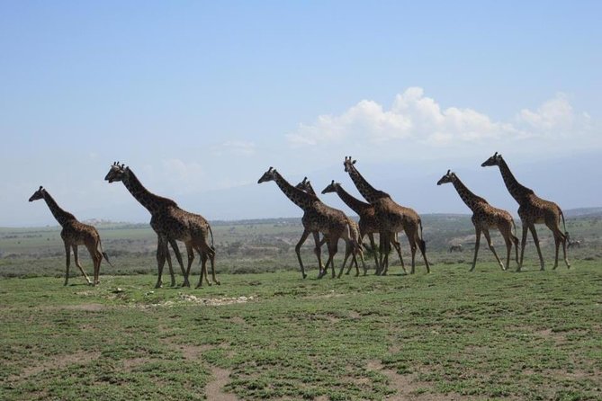 4 Days, 3 Nights Group Budget Safari, Lake Manyara, Serengeti, Ngorongoro - Visiting the National Parks