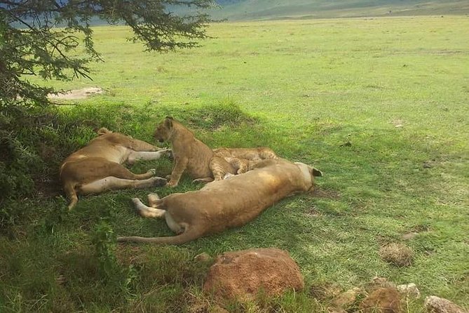 4 Days / 3 Nights Lake Manyara, Ngorongoro and Serengeti - Search for Tree-Climbing Lions
