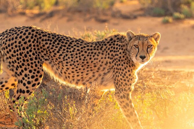 4 Days Best Experience Kilimanjaro Hike, Serengeti &Ngorongoro - Daily Itinerary Breakdown
