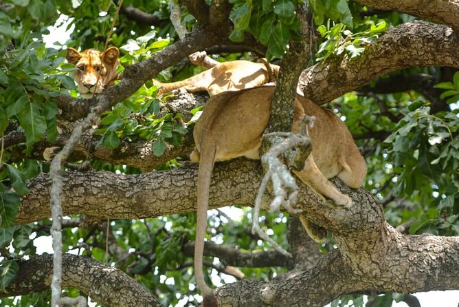 4 Days Group Joining Camping Safari to Tarangire Serengeti Ngorongoro Crater - Day-by-Day Itinerary
