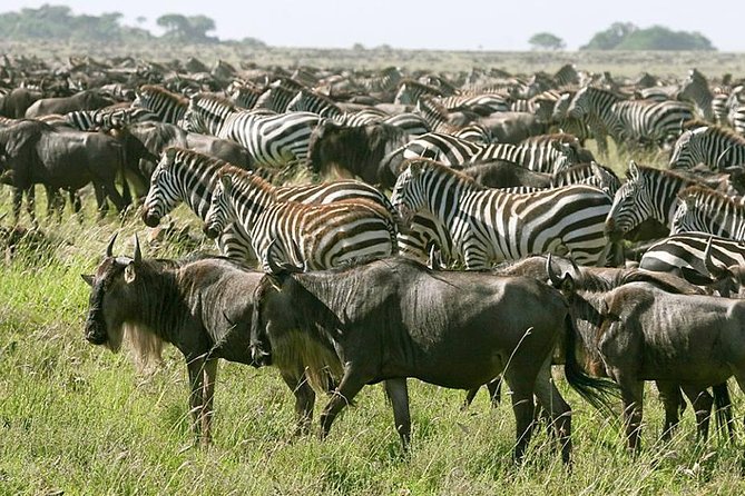 4 Days Join Group Tour Tarangire Serengeti and Ngorongoro Crater - Itinerary Highlights