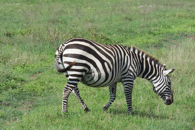 4 Days Joining Safari : Lake Manyara, Serengeti & Ngorongoro - Safari Pickup and Meeting Points