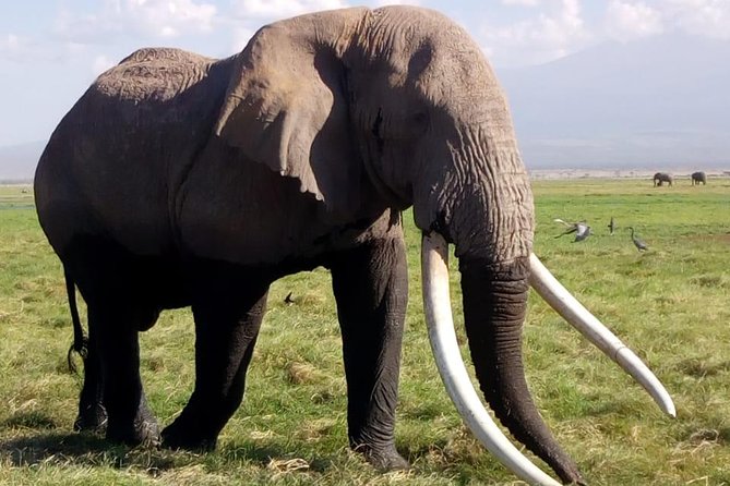 4 Days - Majestic Maasai Mara and Lake Nakuru Safari - Accommodation Details