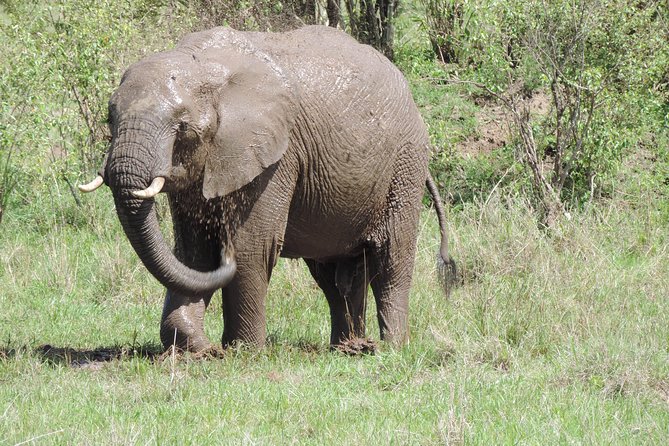 4 Days Masai Mara & Lake Nakuru Budget Safari From Nairobi - Itinerary: Day by Day