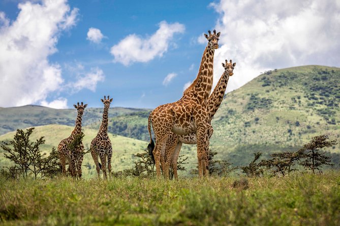 4 Days Safari Tour Tanzania - Day 1: Tarangire National Park