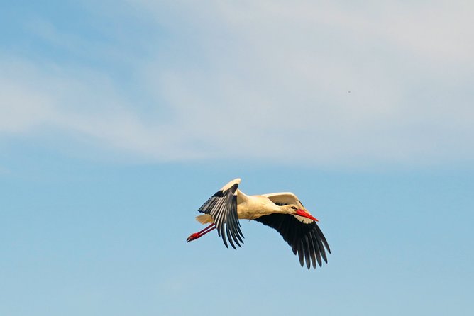 4-Hour Private Boat Tour in Ria Formosa - Meeting and Pickup