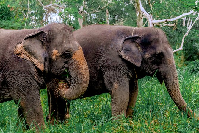 4-Hours Phuket Ethical Elephant Sanctuary Tour With Lunch - Pickup Information