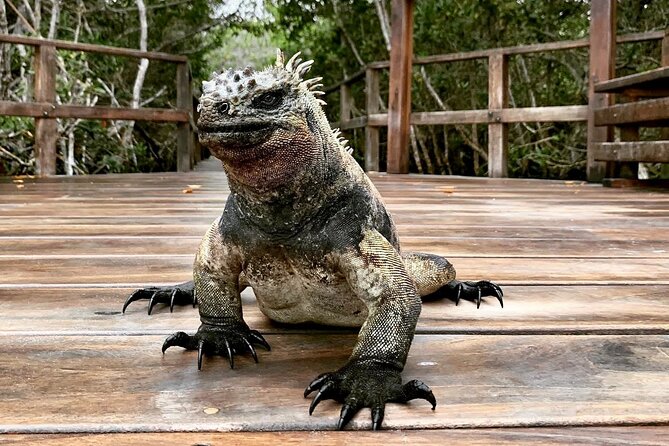 5-Day Galapagos Island Hopping Tour: Los Tuneles, Tintoreras and Isabela - Accommodation and Inclusions