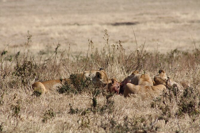 5-Day Private Camping Safari Tour in Tanzania - Key Wildlife Viewing Opportunities
