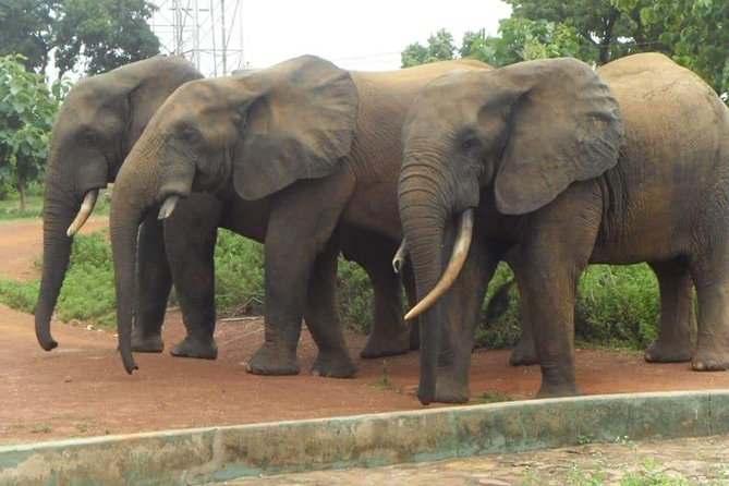 5 Days Adventurous Wildlife Safari - Wildlife Encounters