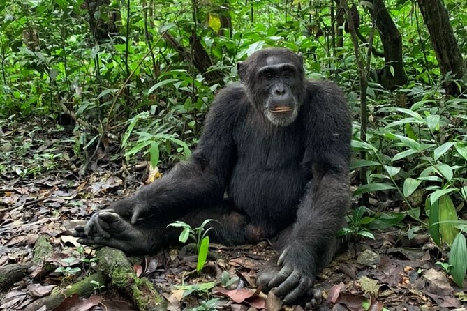 5 Days Best Wildlife Experience in Uganda - Witnessing the Big Five