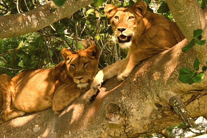 5 Days Bwindi Gorilla Trekking and Queen Elizabeth Safari - Gorilla Trekking in Bwindi