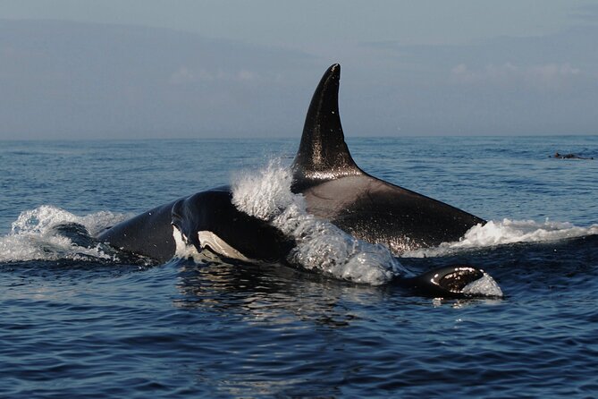 5 Days in Vancouver Multiactivity Adventure Tour - Pickup and Drop-off