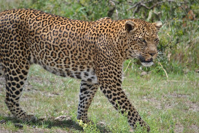 5 Days Ol Pejeta-Lake Nakuru-Masai Mara Mid-Range 4 X 4 Jeep Tour - Daily Itinerary