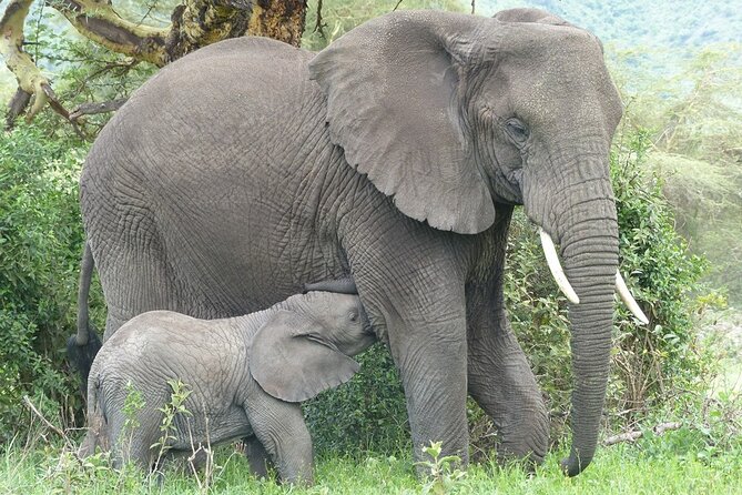 5 Days Tanzania Wildlife Safari Private Tour - Meeting and Pickup