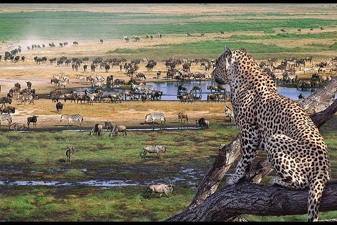 5 Days Tarangire, Serengeti, Ngorongoro & Manyara Mid-Range Camping Safari Tour - Navigating Ngorongoro Crater