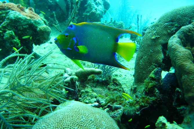 5 Islands Tour With Lunch Snorkeling and Plankton - Lunch Options
