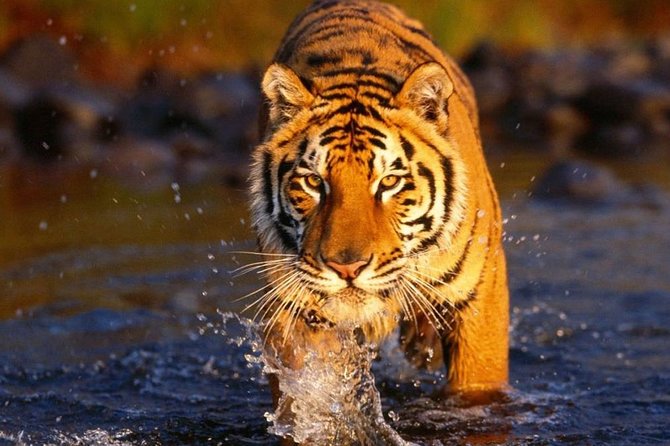 6 Day Golden Triangle Tour With Ranthambore{Delhi Agra Jaipur Ranthambore Tour} - Highlights of Each Destination