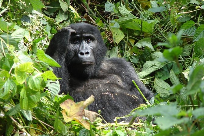 6 Day Gorilla Tracking and Wildlife Safari - Encountering Chimpanzees in Kyambura Reserve