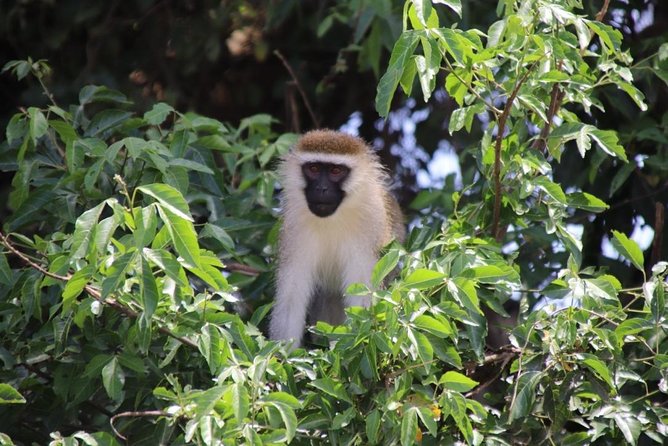 6 Day Gorillas, Golden Monkeys and Chimp Trek at Kibale - Inclusions and Exclusions