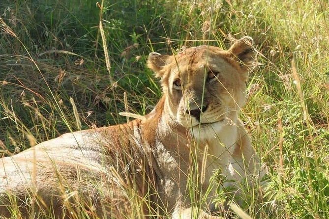 6 Day Maasai Mara, Lake Nakuru, Amboseli National Park - Experience Amboseli National Park