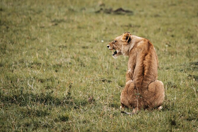 6-Day Maasai Mara, Lake Nakuru and Amboseli Safari - Wildlife Encounters