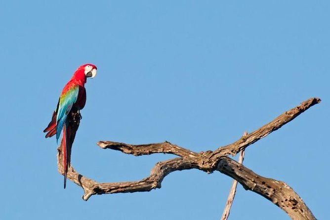 6-Day Pantanal & Bonito Experience - Activities in the Pantanal
