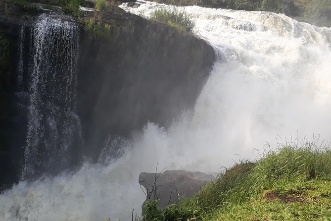 6 Days Chimps, Gorillas & Murchison Falls Africas Big Five Experience Safari - Encountering the Elusive Mountain Gorillas