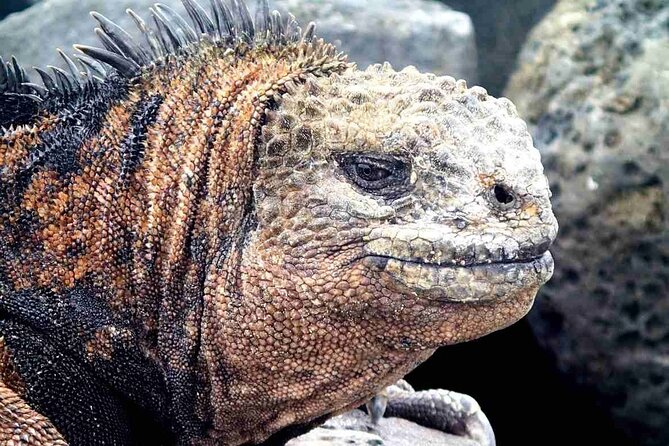 6 Days Galapagos Island Hopping - Snorkeling in the Galapagos