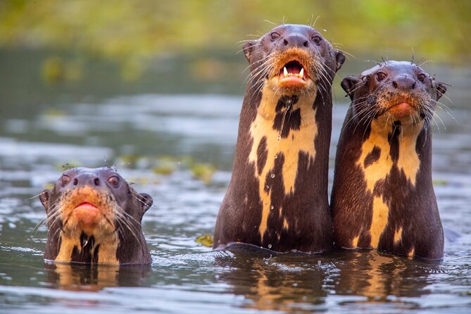 6 Days Pantanal and Jaguar Safari Departing From Cuiaba - Itinerary Highlights