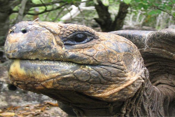 6-Days Quito & Galapagos Basic - Transfers and Transportation