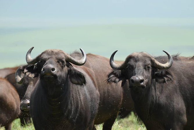 6 Days Tanzania National Parks Safari With Accommodation - Witness the Great Migration