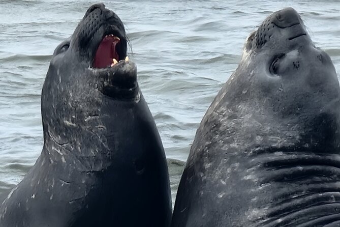 6 Hours Wild Tour With Penguins, Elephant Seals in East Falklands - Wildlife Highlights