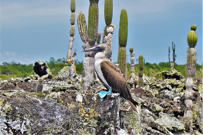 7-Day Galapagos Magic Expedition - Accommodation and Dining