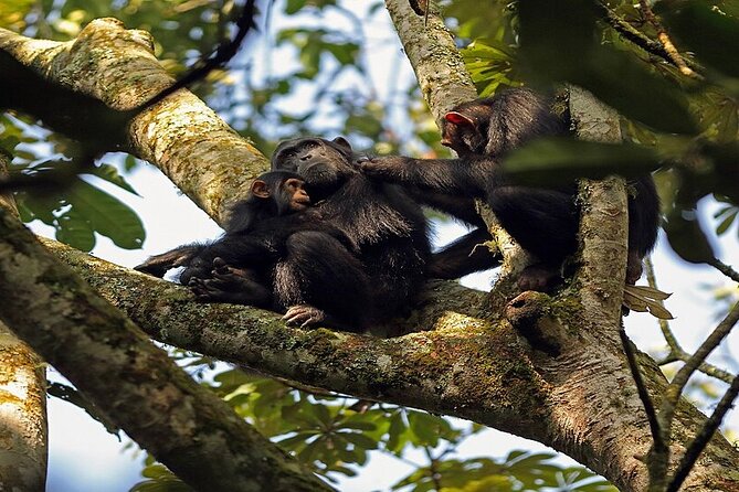 7 Days Flying Gorillas and Wildlife Safari Uganda Private Tour - Included Amenities