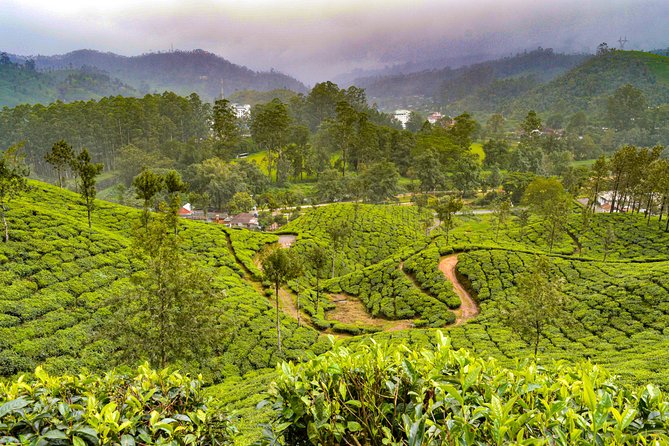 7 Days Kerala Tour- Munnar, Periyar, Houseboat & Varkala Beach - Travel to Munnar