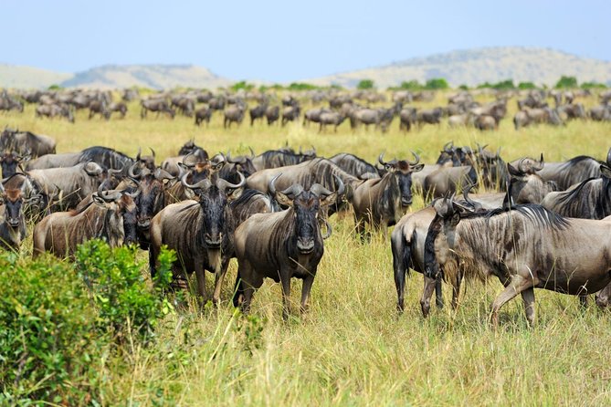 8 Day Spectacular Migration Serengeti Mid -Range Tanzania Safari - Itinerary Breakdown