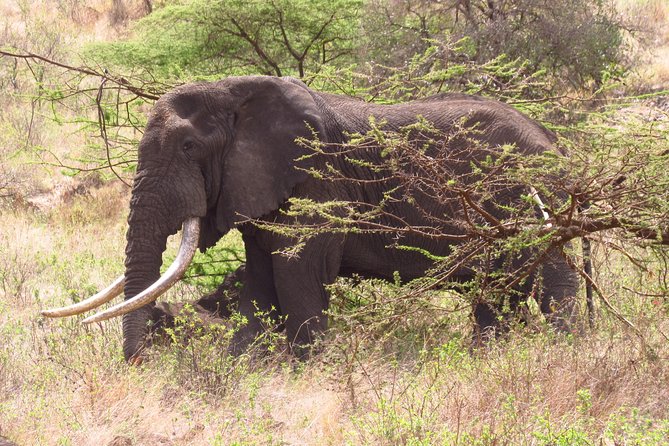 8 Days Amboseli Great Rift Valley Lakes & Masai Mara - Masai Mara National Game Reserve