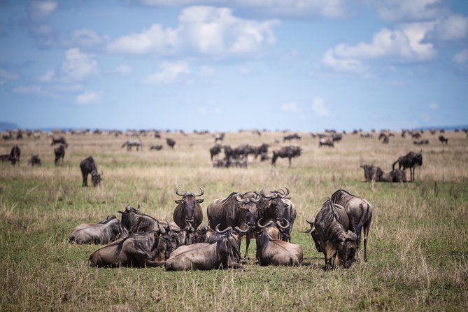 8 Days Great Wildebeest Calving Migration Safari From Arusha - Inclusions and Logistics