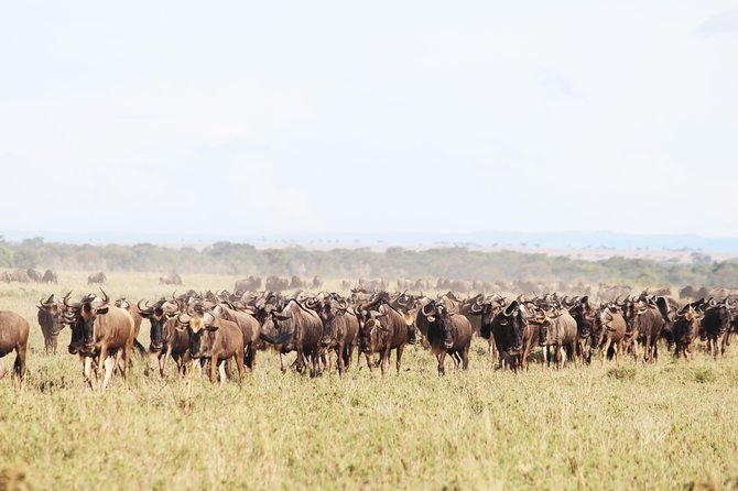 9-Day Serengeti Migration Footsteps Tanzania Safari - Accommodations and Amenities