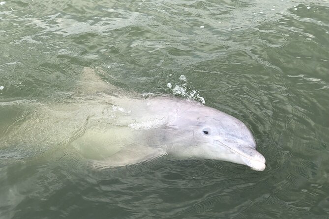 90 Minute Hilton Head Dolphin and Nature Cruise - Meeting Point Details